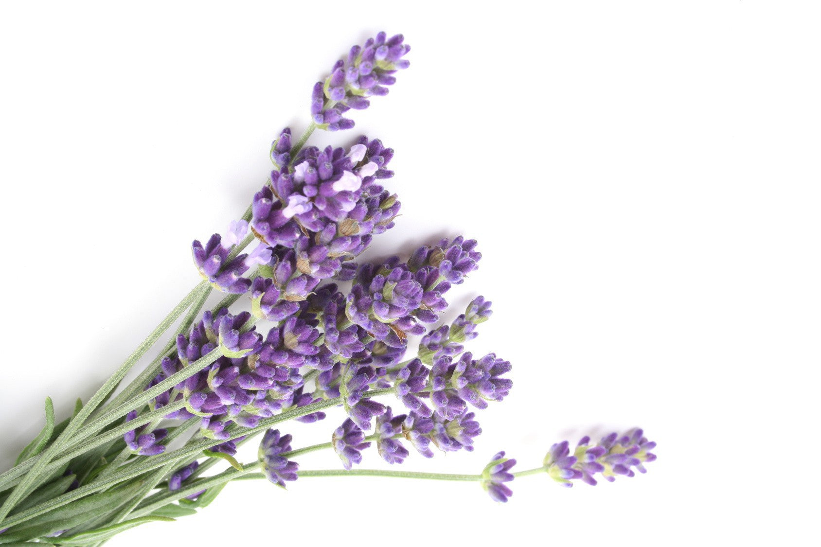 Hidrolato de Lavanda 1 Litro