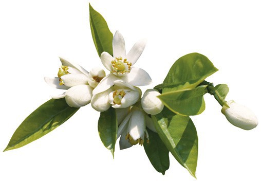 Agua de Azahar 1 Litro