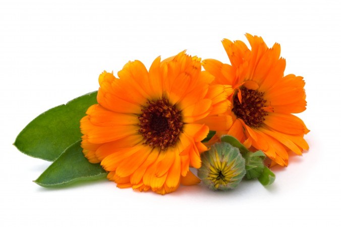 Hidrolato de Calendula